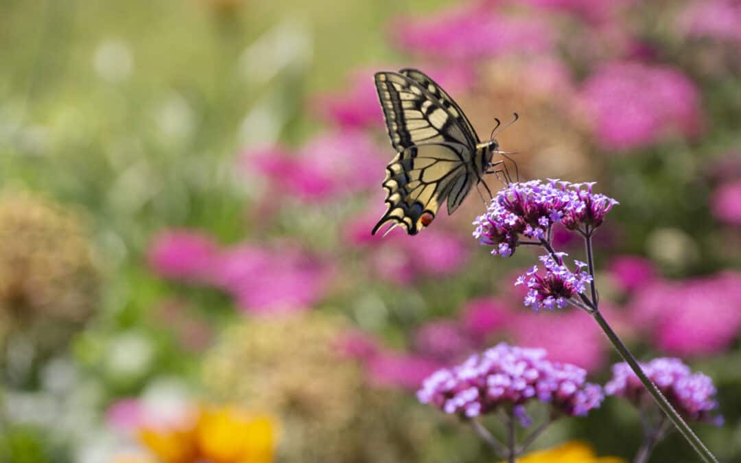 Der Klimawandel verändert die Biodiversität