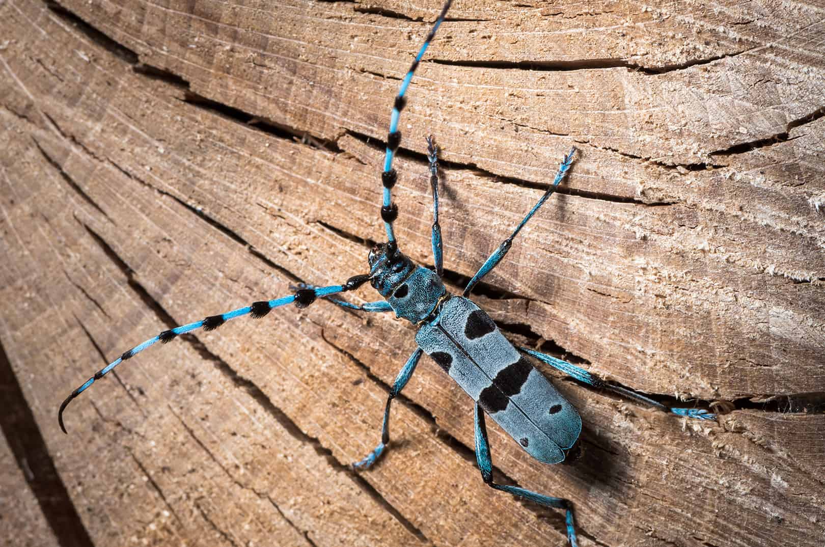 waldgeschichten-pilzesammeln-tipps