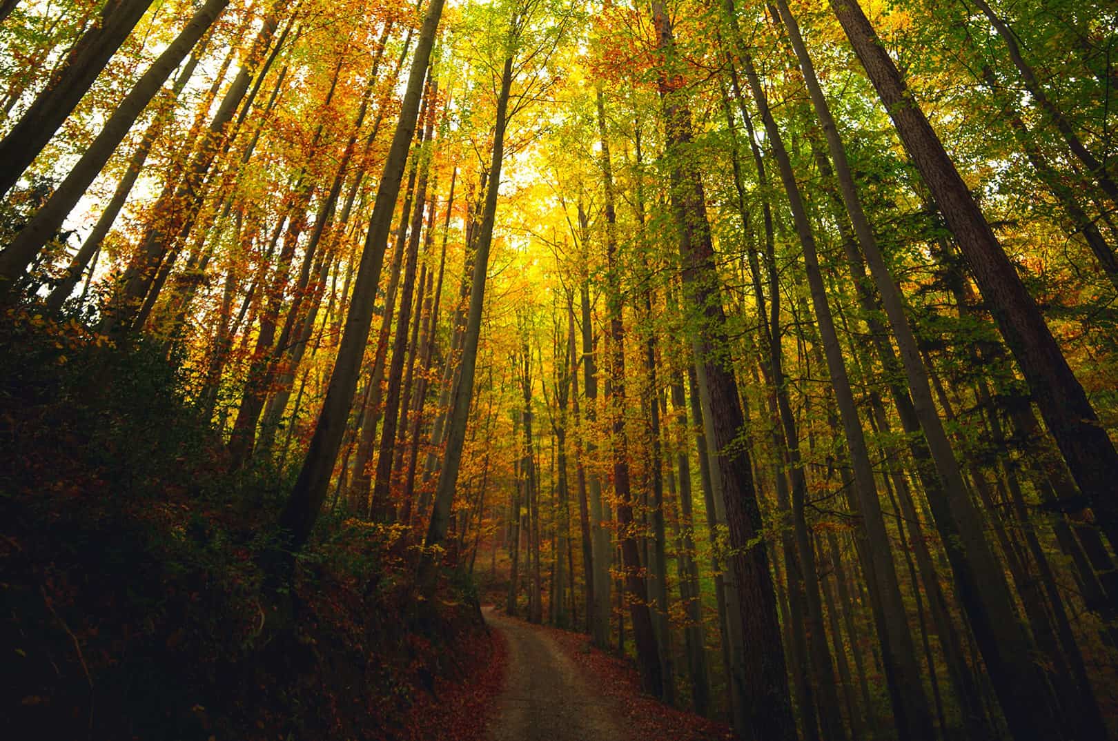 waldgeschichten-pilzesammeln-tipps