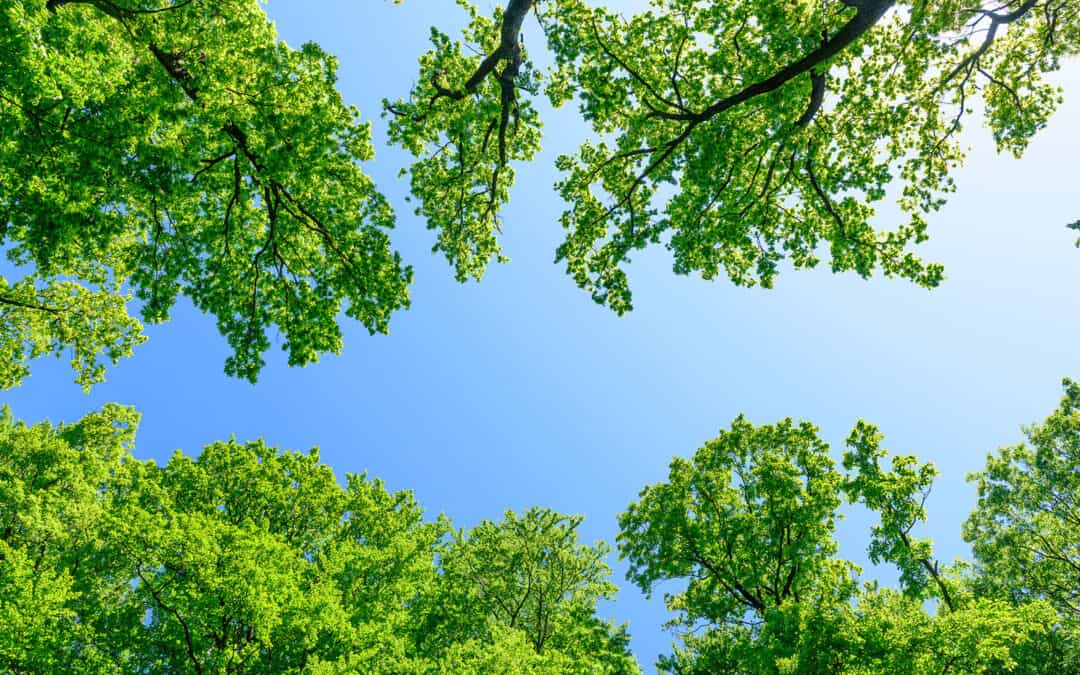 Der Wald & die Zeit