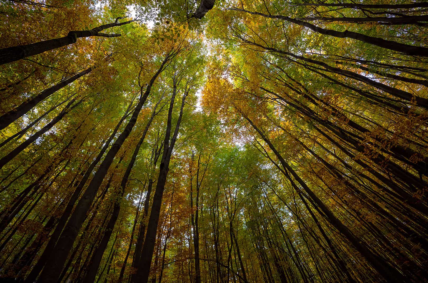 waldgeschichten-pilzesammeln-tipps