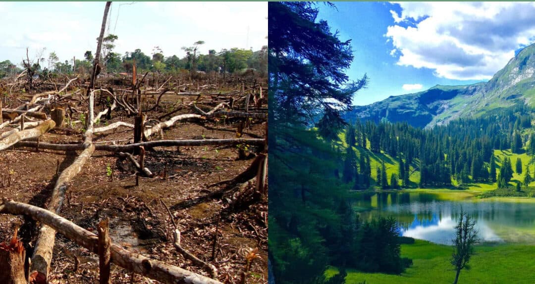 Waldvernichtung versus Waldbewirtschaftung