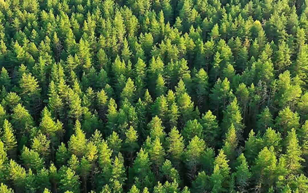 Klimafitter Wald