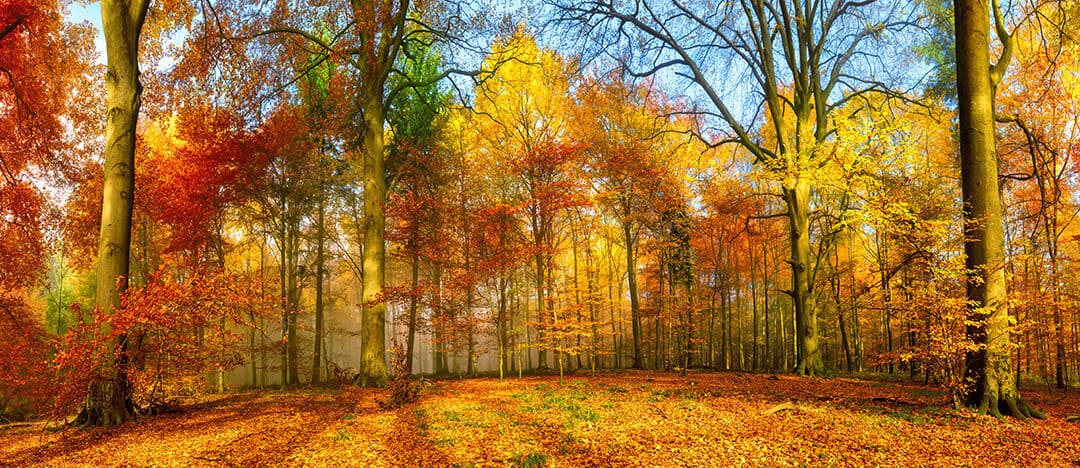 Wald & Gesundheit