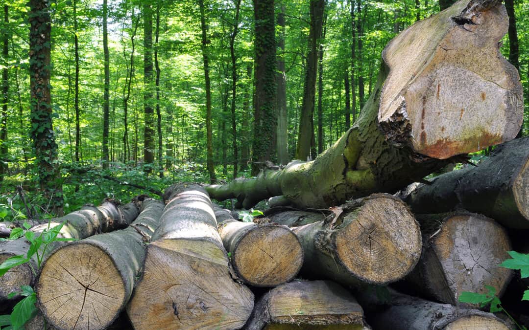 550 Wissenschaftler:innen fordern klima-smarte Waldbewirtschaftung