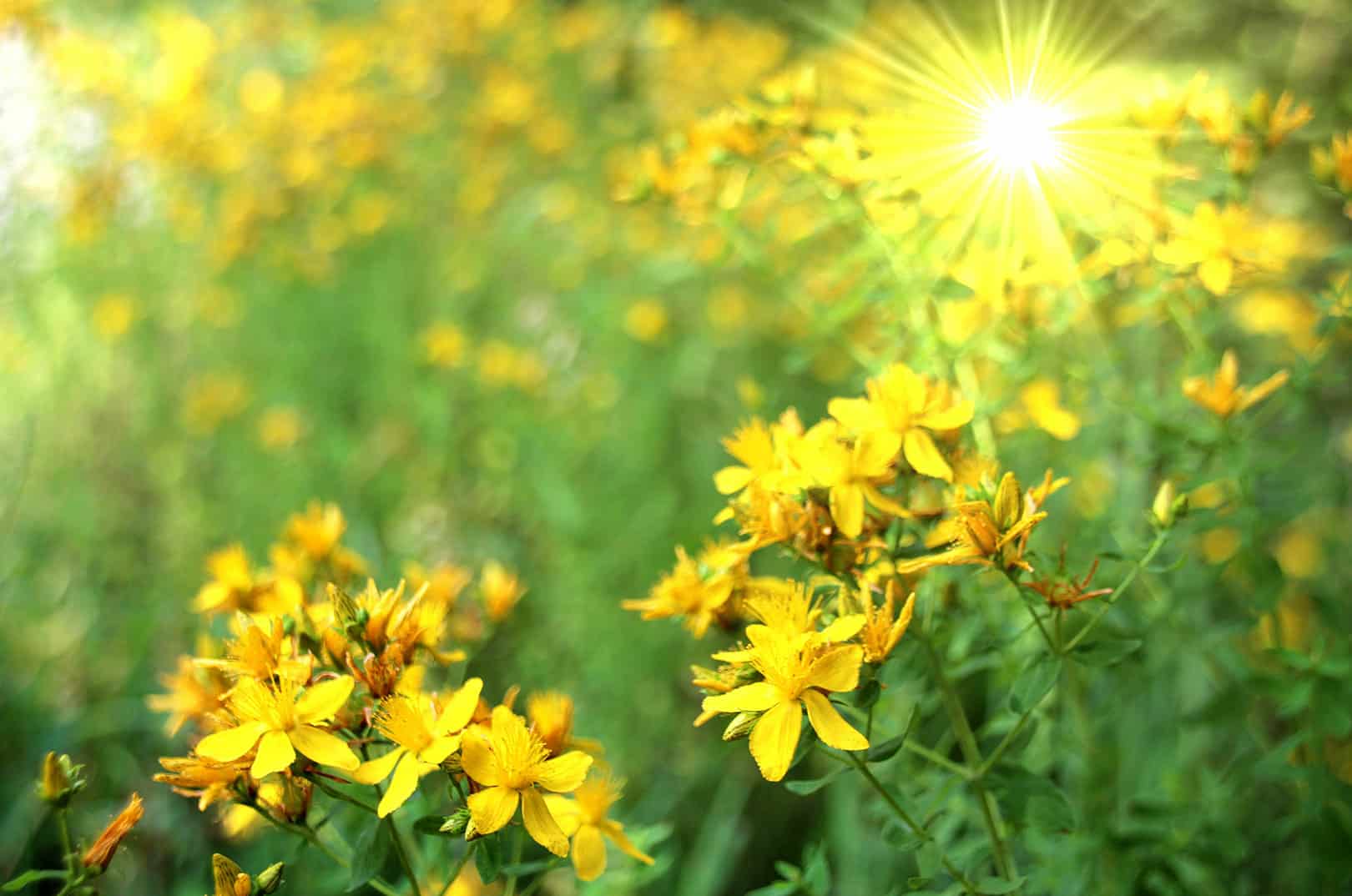 waldgeschichten-pilzesammeln-tipps