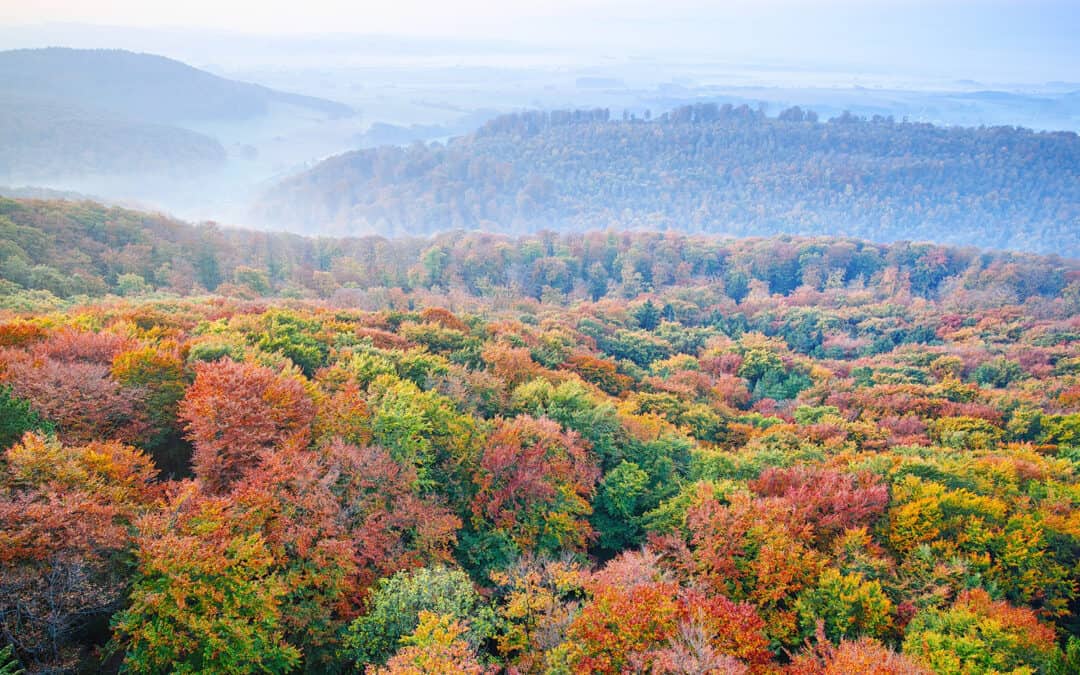 Wald & Naturschutz