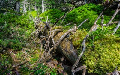 waldgeschichten-artenwanderung-durch-klimawandel-totholz