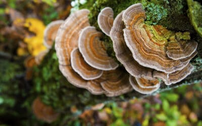 waldgeschichten-waldbiodiversitaet-baumflechte-bunt