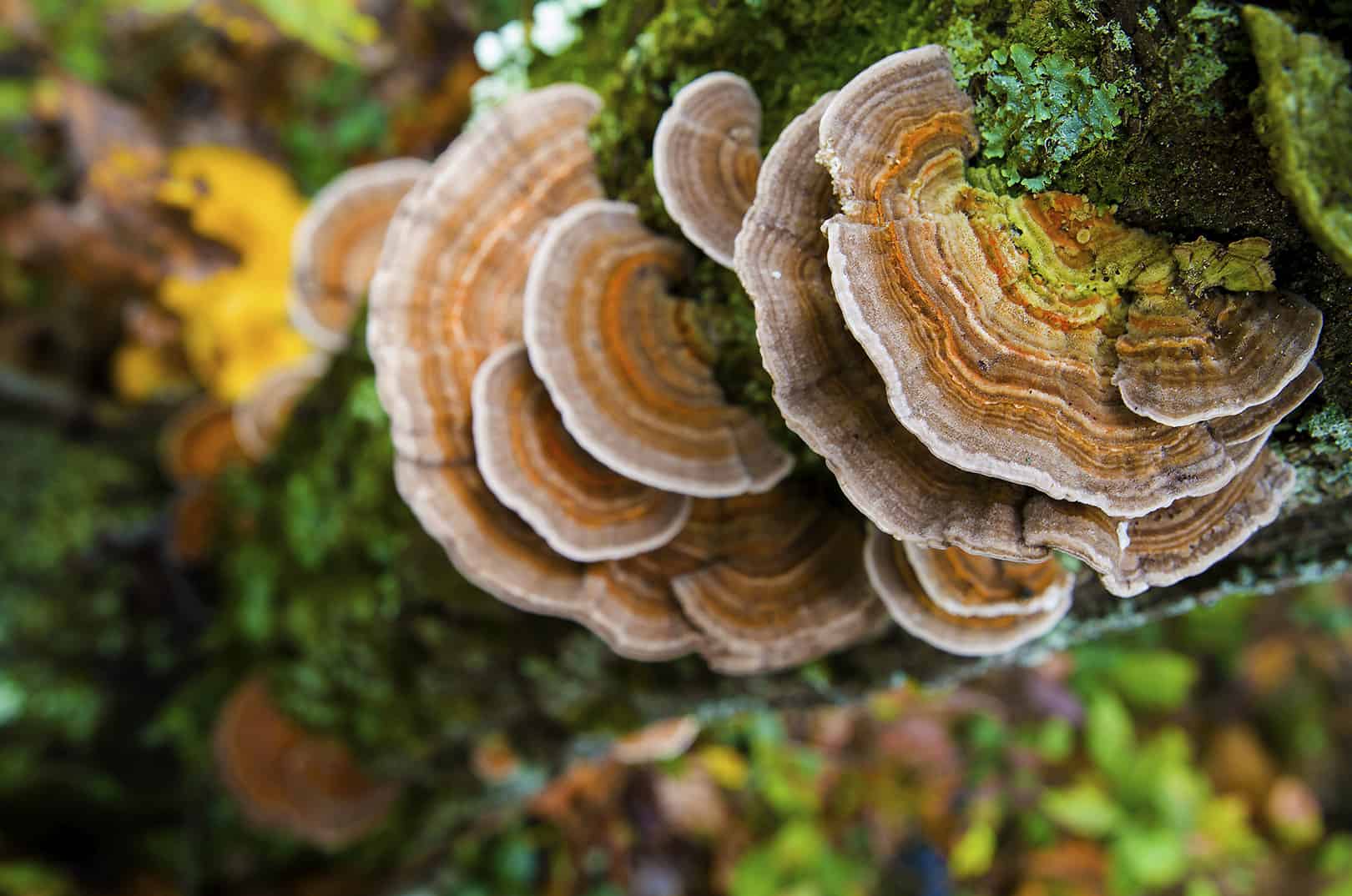 waldgeschichten-pilzesammeln-tipps