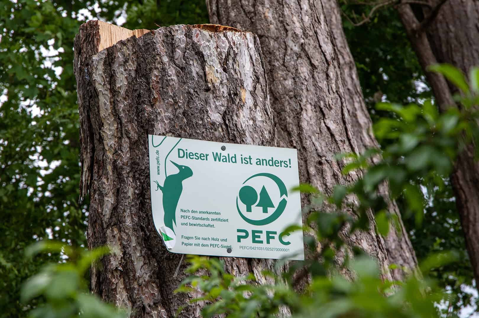 waldgeschichten-pilzesammeln-tipps