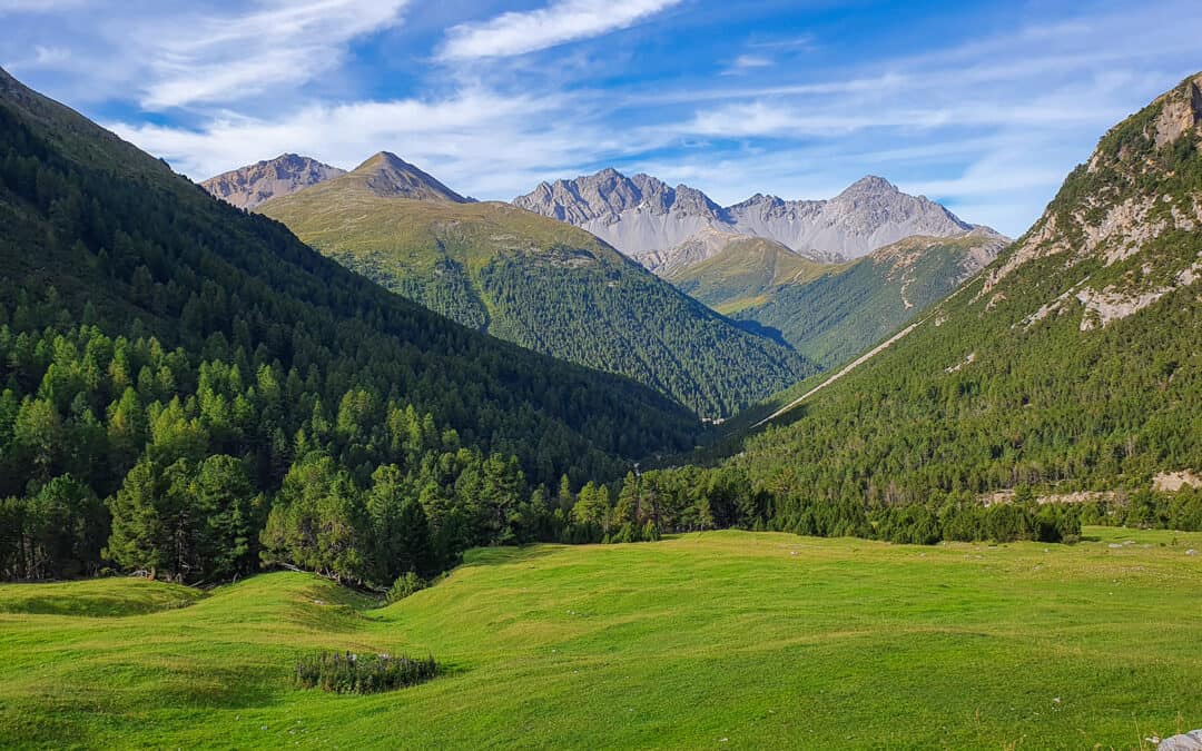 Wald in Österreich