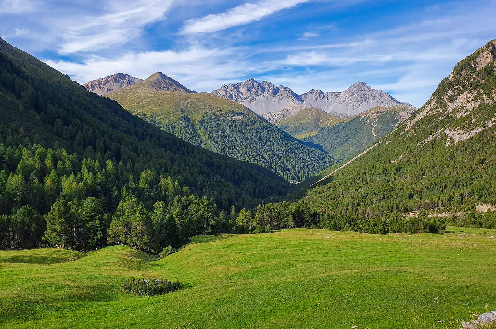 waldgeschichten-pilzesammeln-tipps