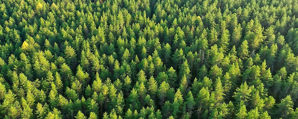 Der Wald – unsere Chance für Österreich