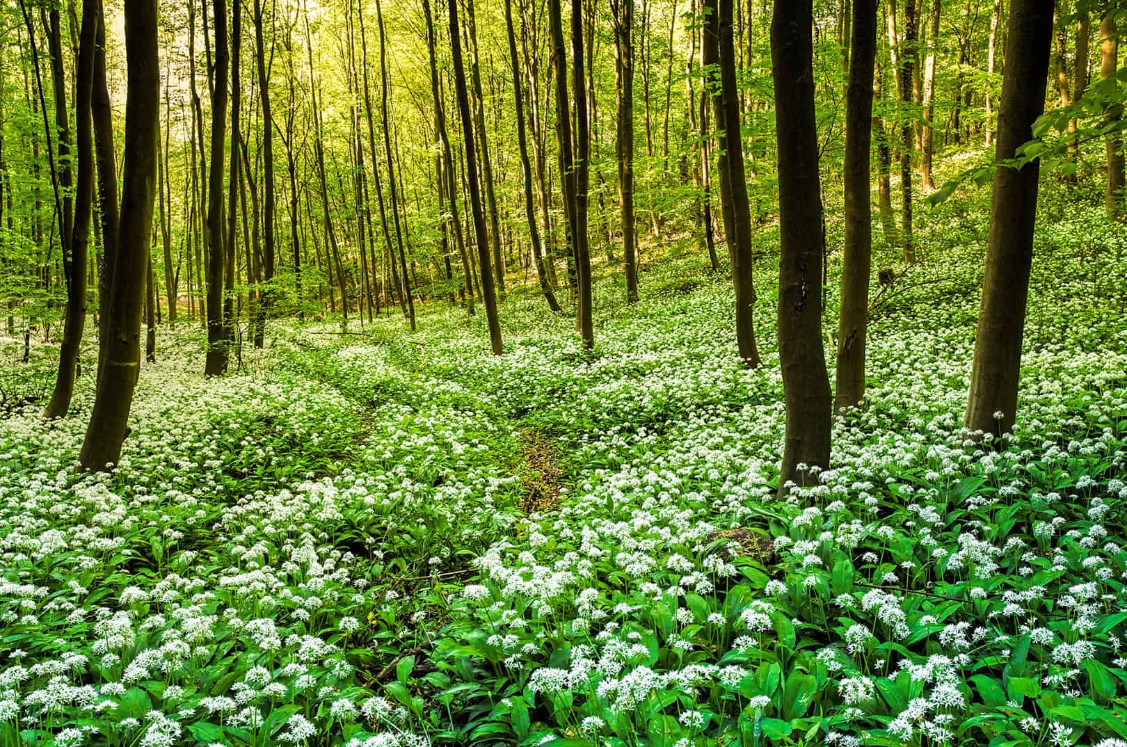 waldgeschichten-pilzesammeln-tipps