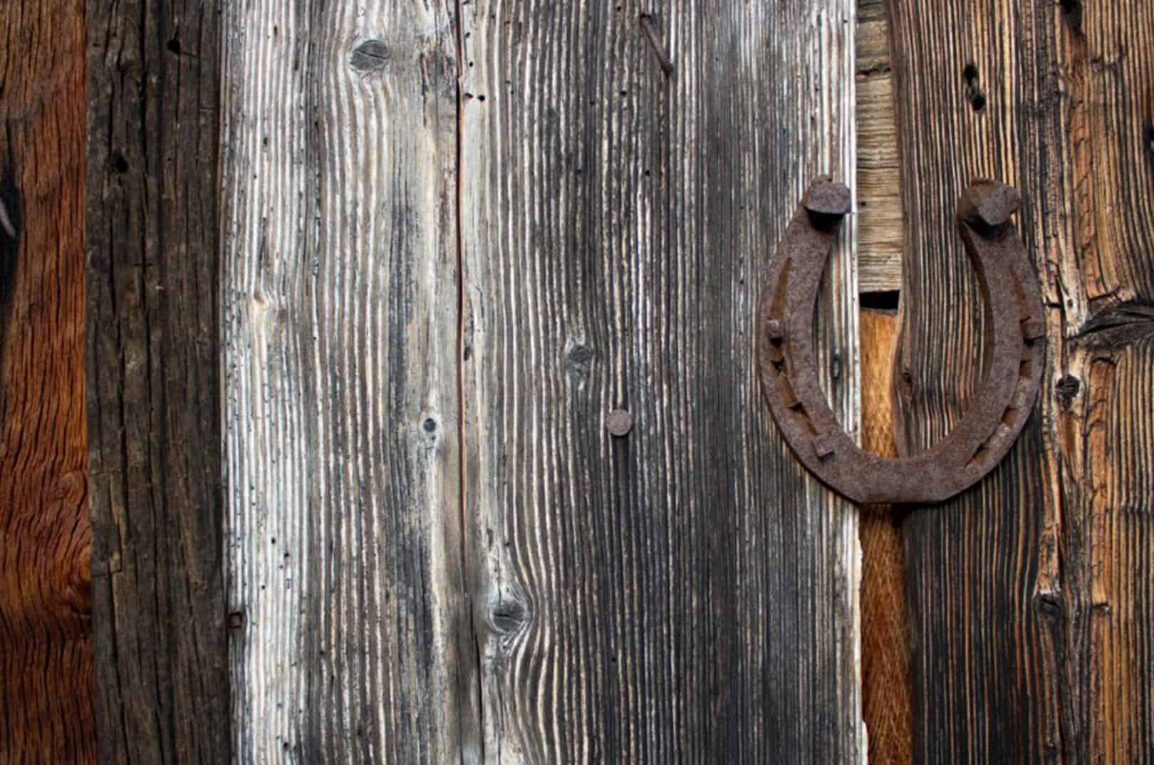 waldgeschichten-pilzesammeln-tipps