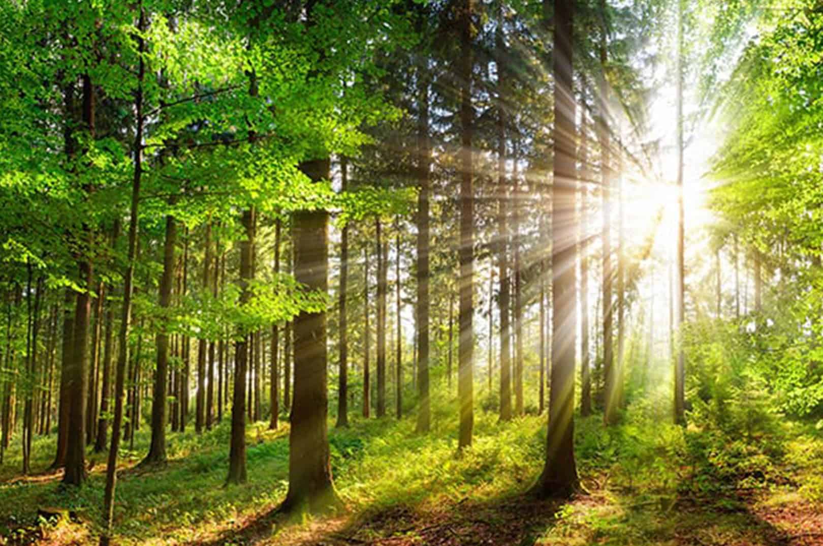 waldgeschichten-pilzesammeln-tipps