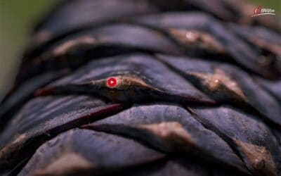 Fernsehtipp: Zirbe – mehr als Holz (ServusTV)