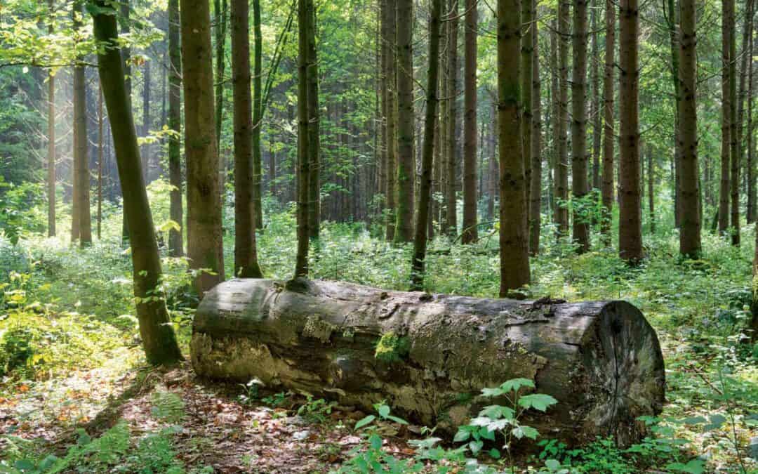 Maßnahmenkatalog für Biodiversität im Wald
