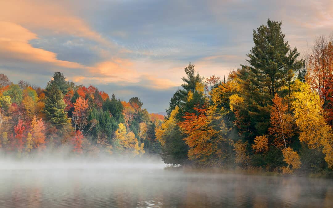 Warum sich die Blätter im Herbst verfärben