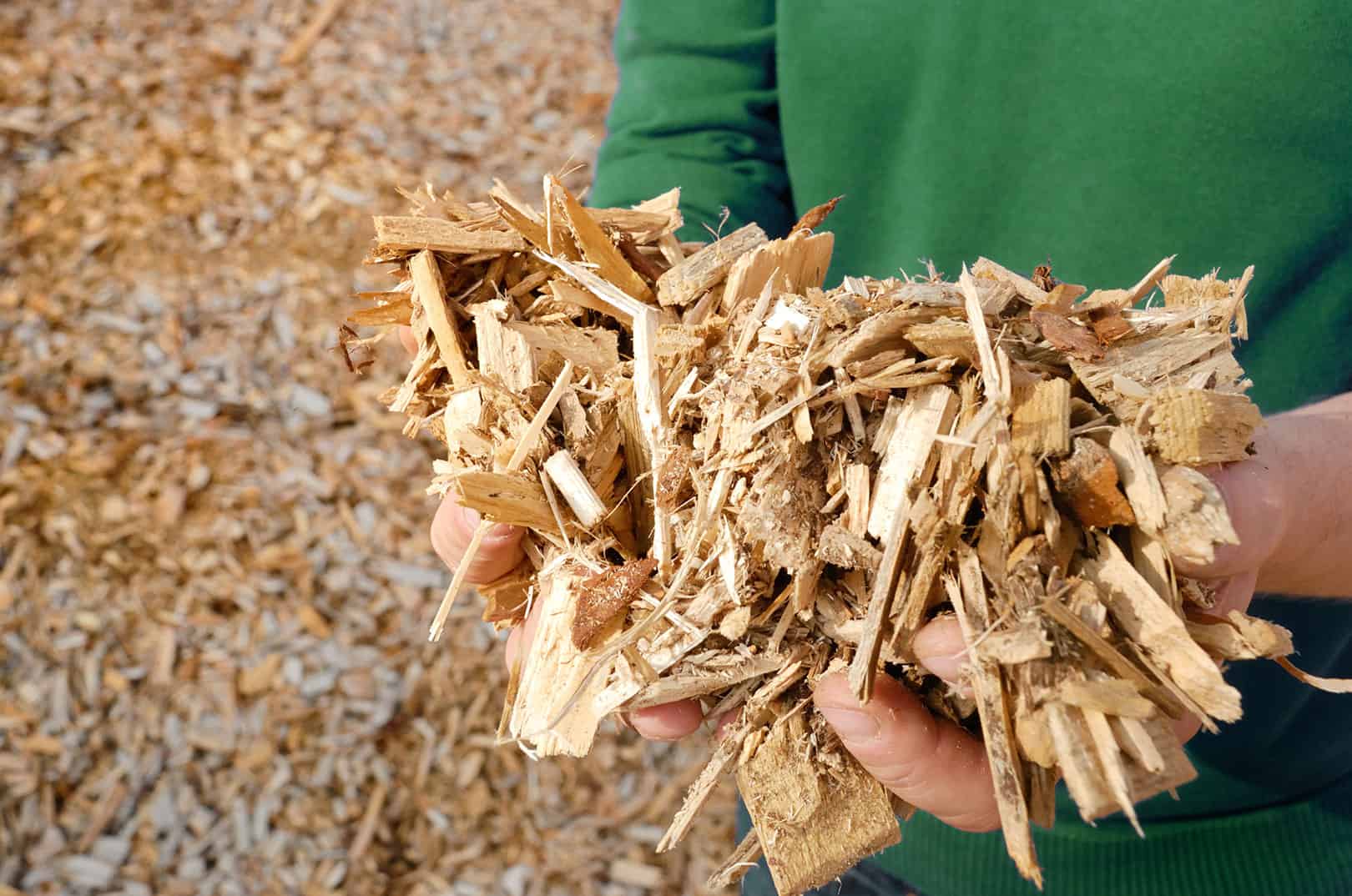 waldgeschichten-c-adobe-stock-35661408-gerhard-seybert waldgeschichten-wald-klima-holz-energietraeger-klimaneutralitaet-c-adobe-stock-35661408-gerhard-seybert