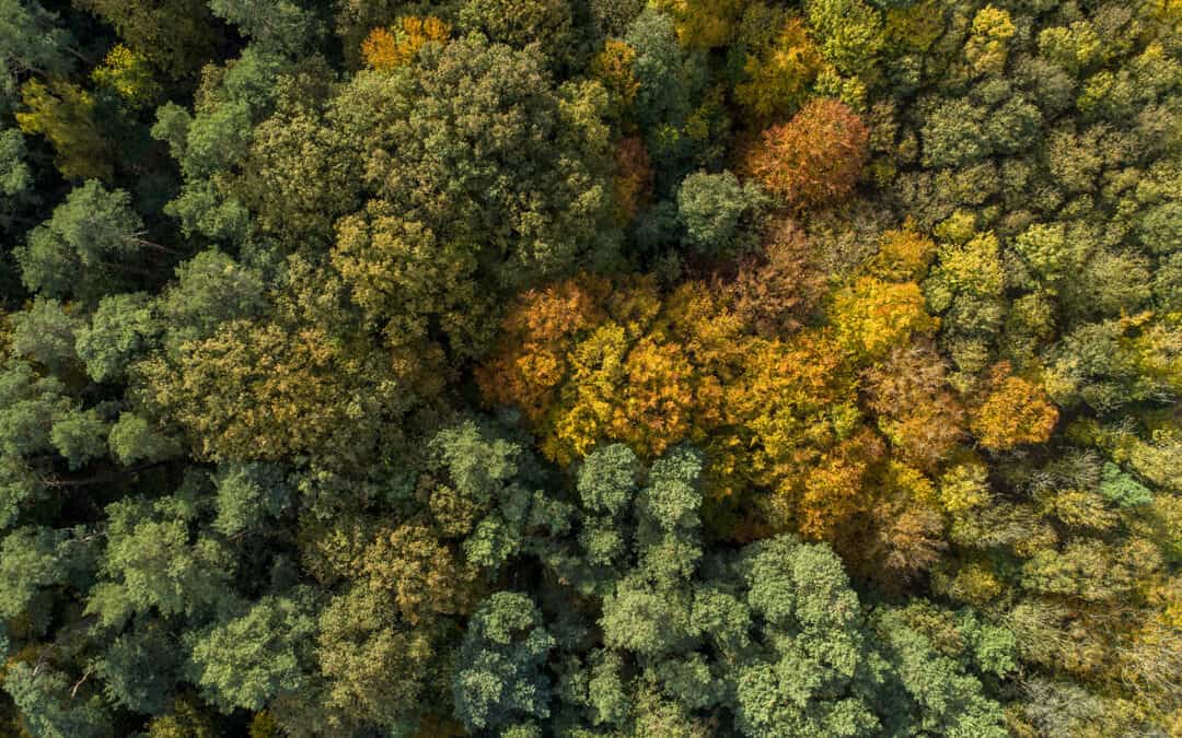 TIPP! Neuer Artikel: Die 5 häufigsten Baumarten in Österreich