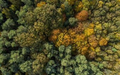 TIPP! Neuer Artikel: Die 5 häufigsten Baumarten in Österreich