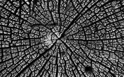 Neuer Fachbeitrag online! Die Rolle des Waldes beim Klima- und Artenschutz