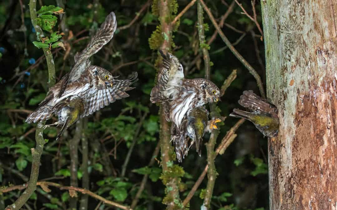 Projekt „Anhebung der ornithologischen Vielfalt in Kletschach“