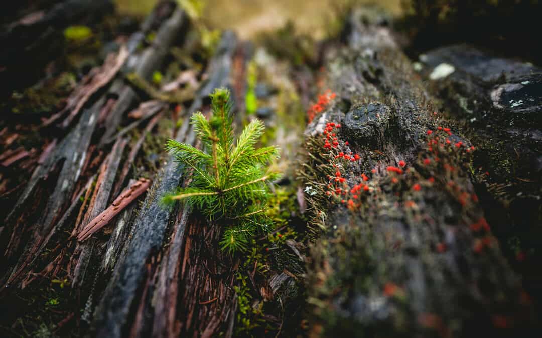 Die Rolle des Waldes beim Klima- und Artenschutz