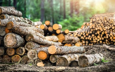 Wald & Holz: Die große Chance für das Klima