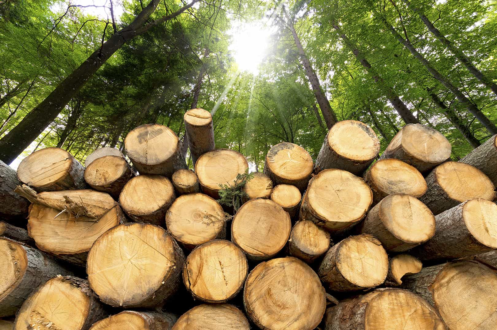 waldgeschichten-pilzesammeln-tipps