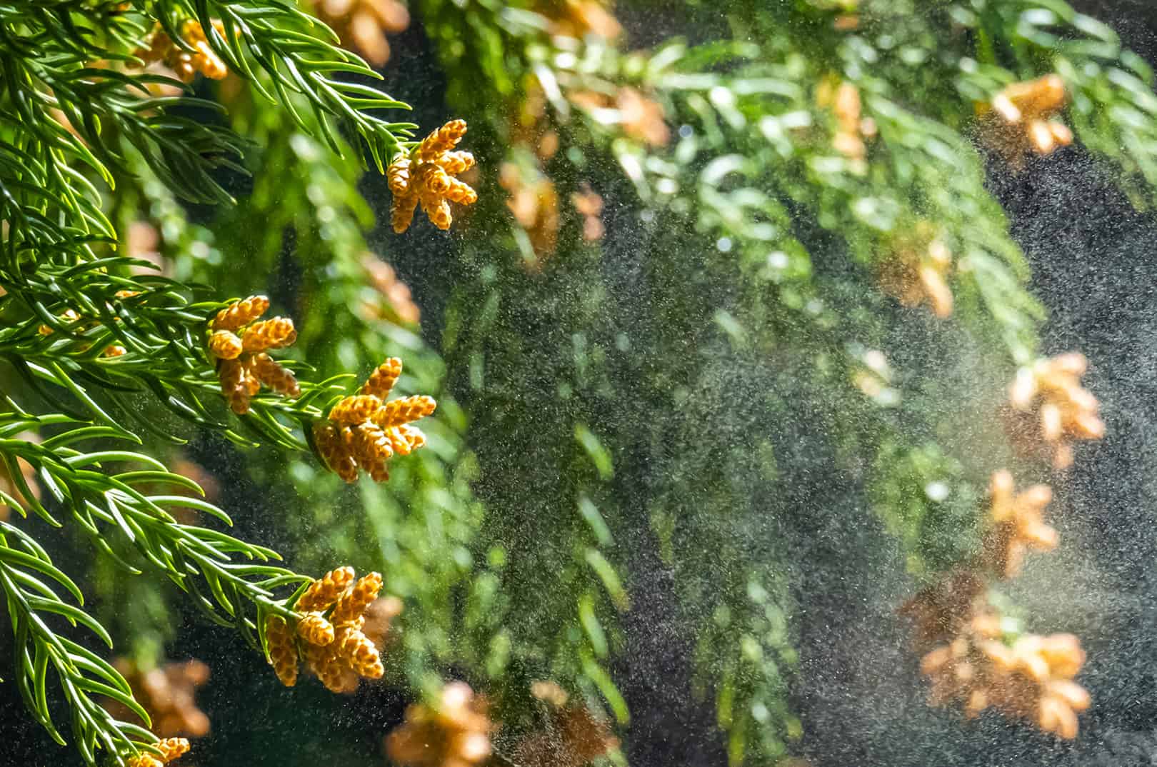 waldgeschichten-pilzesammeln-tipps