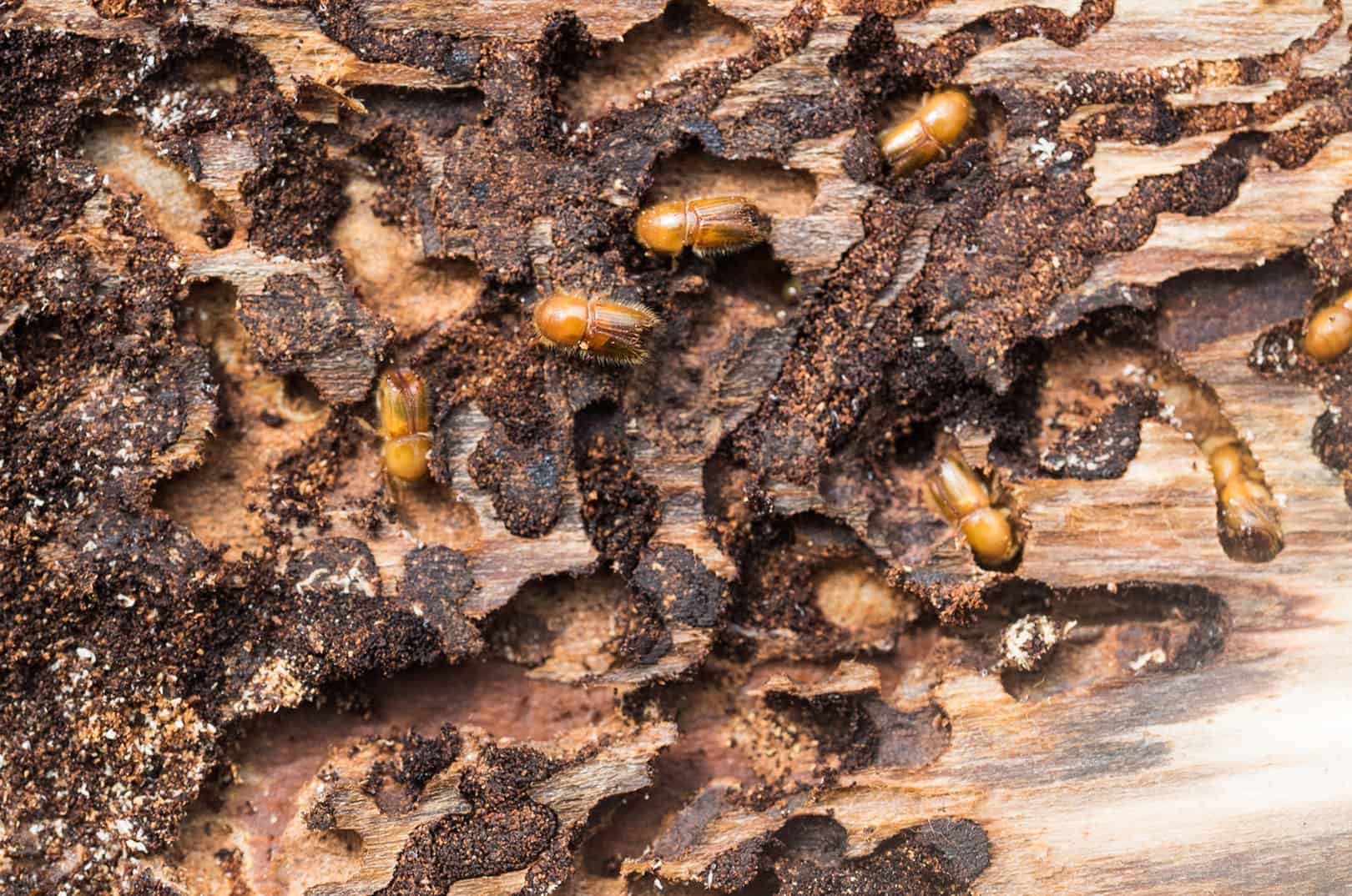 waldgeschichten-c-adobe-stock-301976239-goldi59 waldgeschichten-gefahren-fuer-den-wald-waldschaedling-borkenkaefer