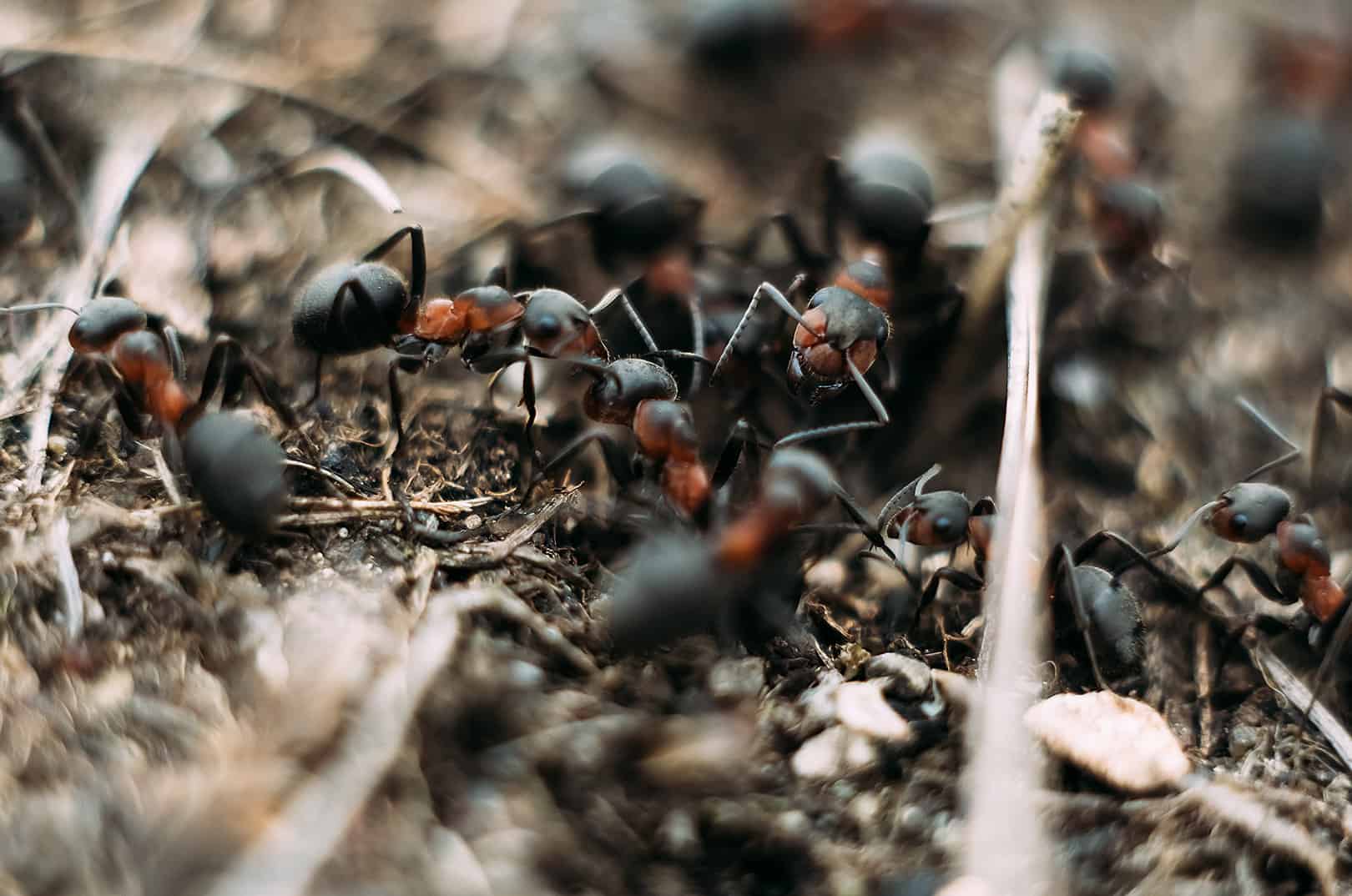 waldgeschichten-c-adobe-stock-339825915-nikita waldgeschichten-waldameisen-ameisen-rennen-in-ameinsenhuegel-im-wald