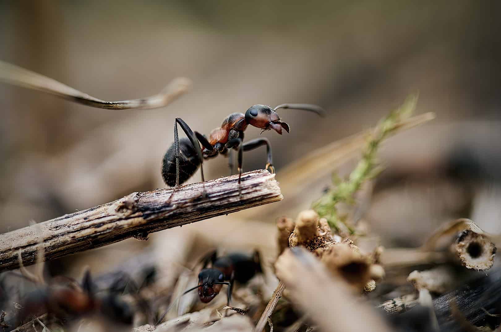 waldgeschichten-pilzesammeln-tipps