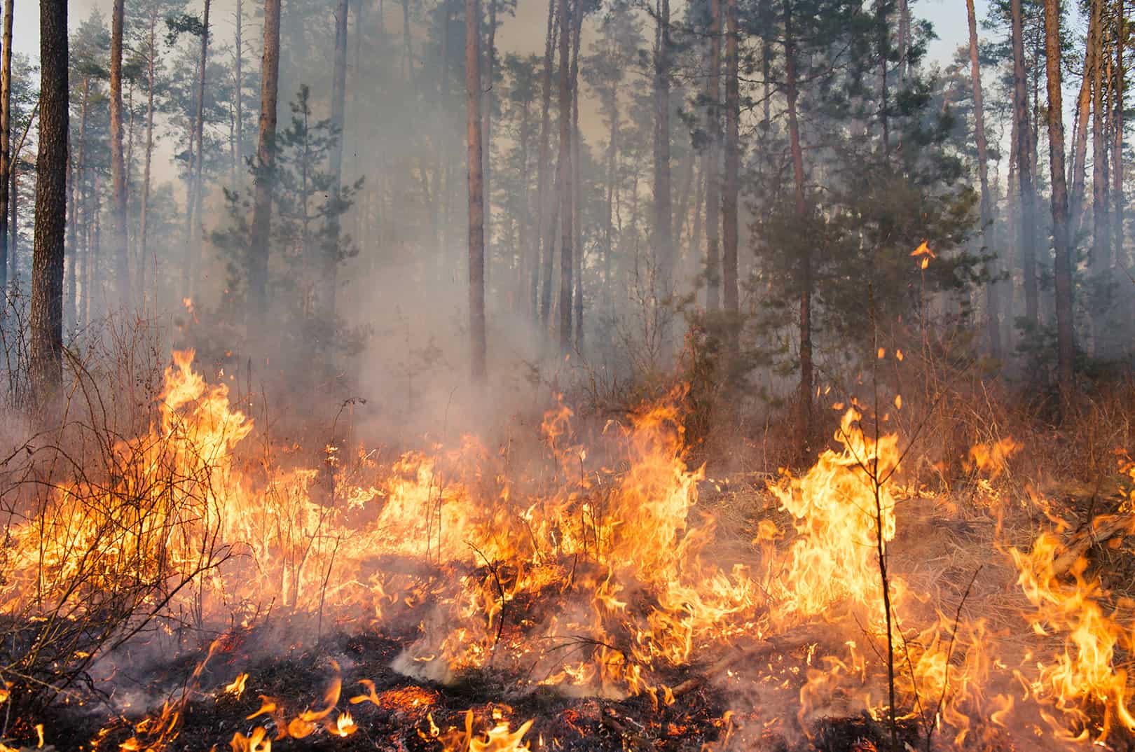 waldgeschichten-pilzesammeln-tipps
