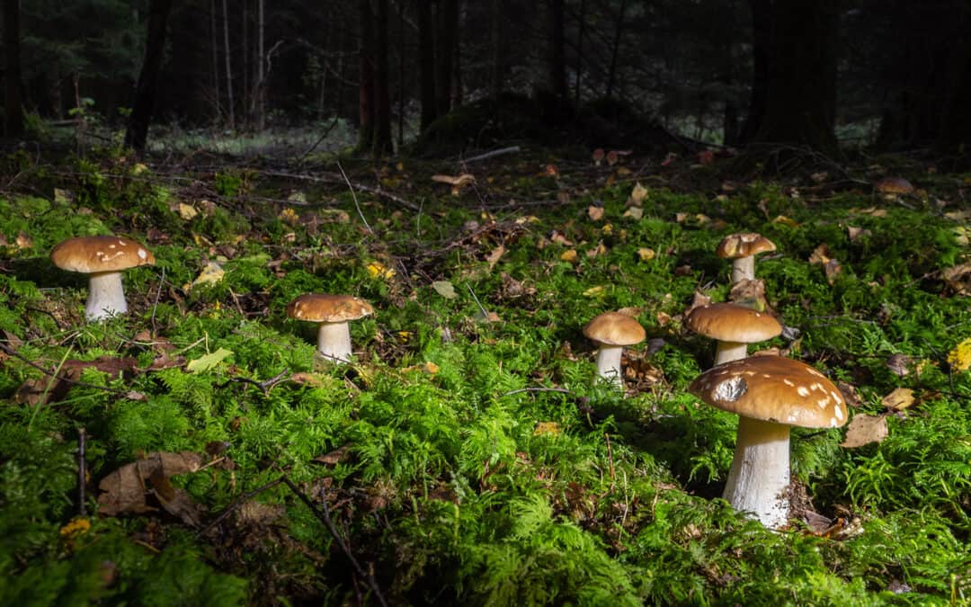 Pilze im Wald sammeln