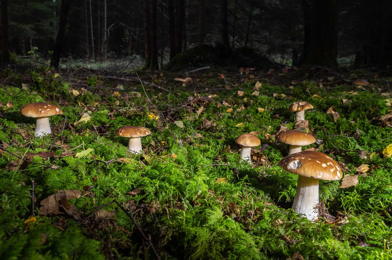 waldgeschichten-pilzesammeln-tipps