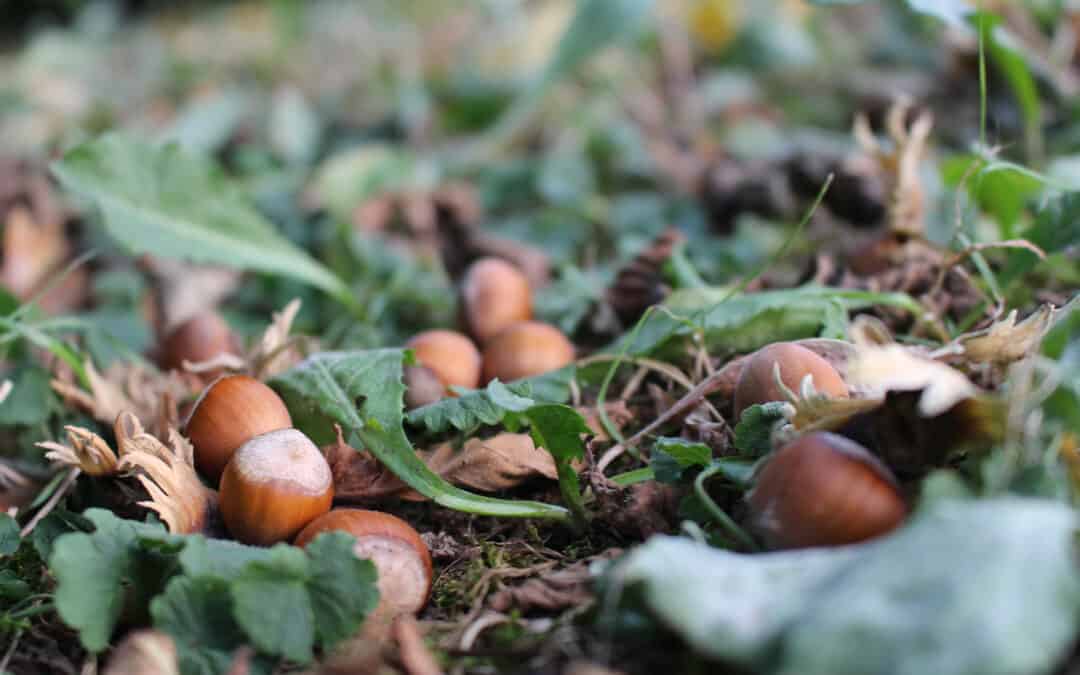 Nüsse im Wald sammeln