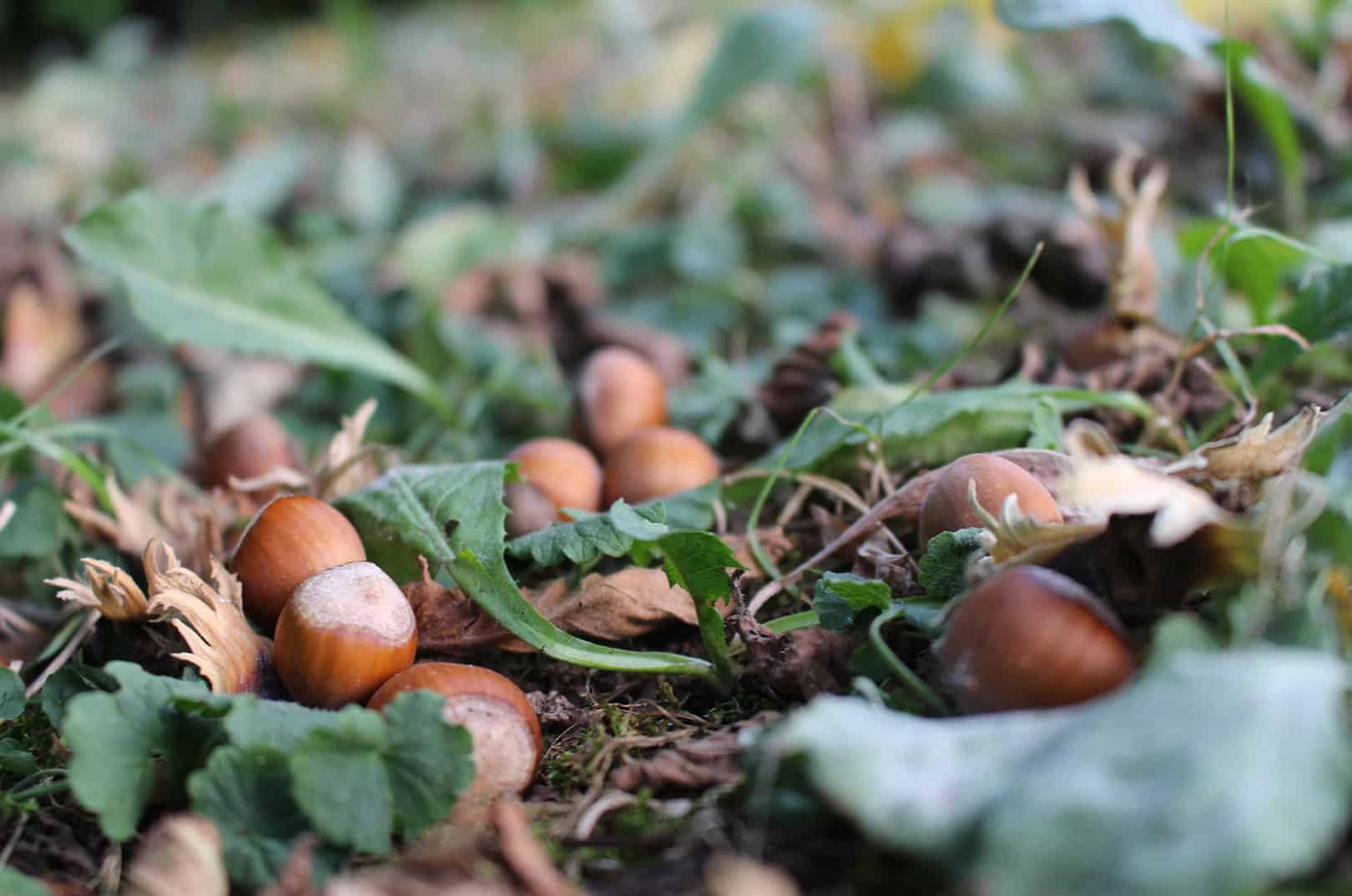 waldgeschichten-pilzesammeln-tipps