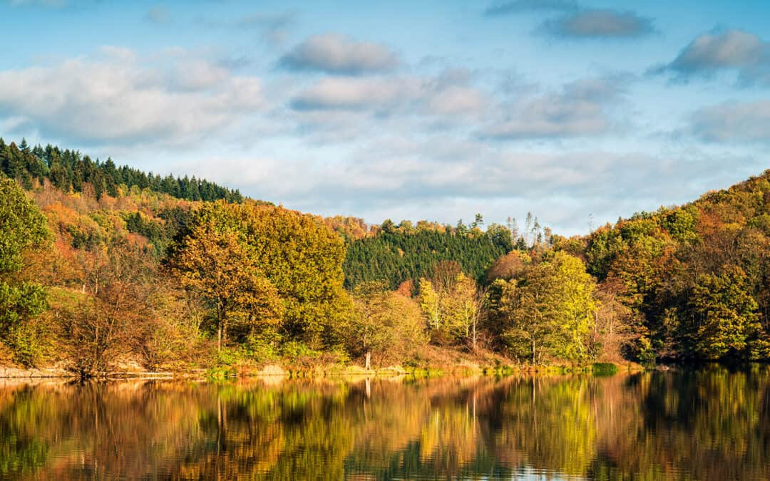 Wie sieht der Wald der Zukunft aus?
