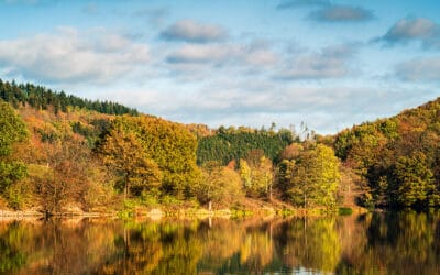 Wie sieht der Wald der Zukunft aus?