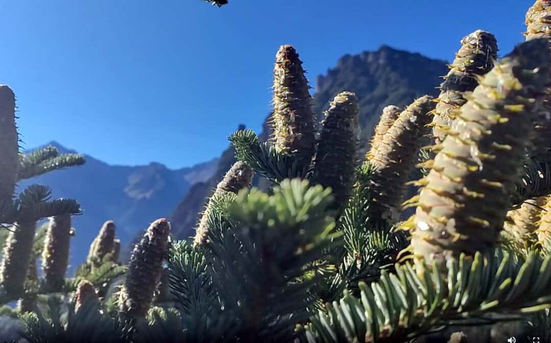 Zapfenpflücker – Im Einsatz für einen klimafitten Wald