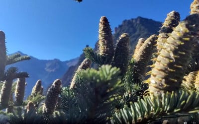 Zapfenpflücker – Im Einsatz für einen klimafitten Wald