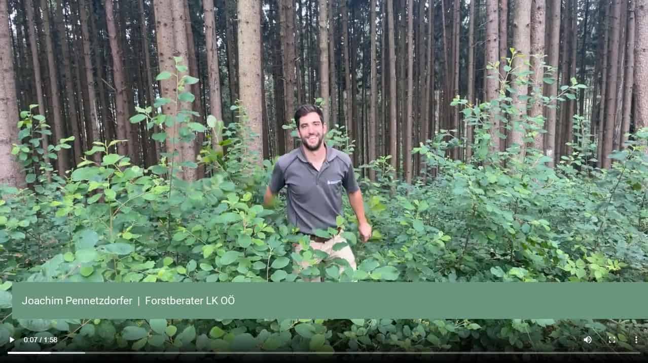 waldgeschichten-forstberatung-neue-wald-videos-online waldgeschichten-forstberater-neue-wald-videos-online