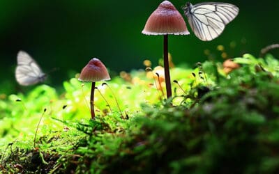 Trittsteinbiotope: Jetzt Waldflächen von 0.5 – 25 ha melden