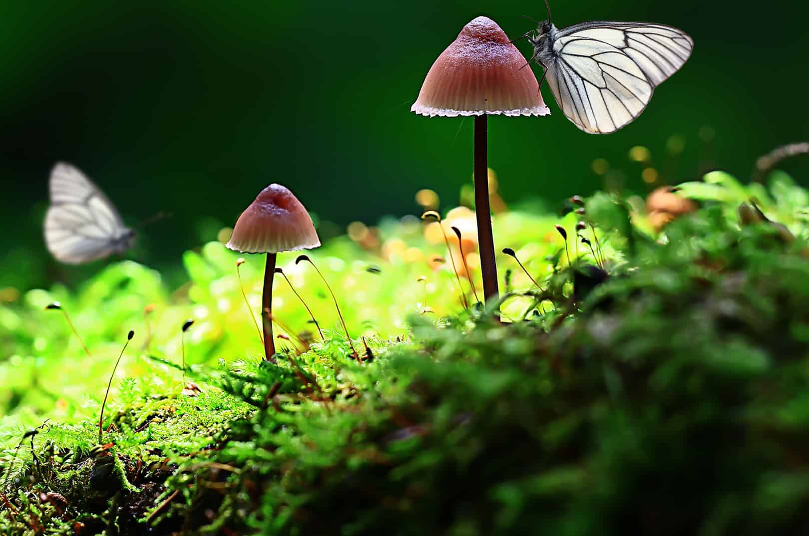 waldgeschichten-c-adobe-stock418654516-kichigin19 waldgeschichten-trittsteinbiotope-waldflaechen-registrieren