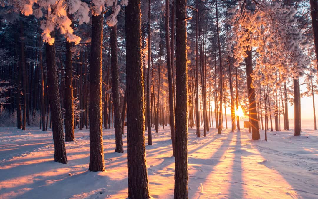 Spaziergänge im Winterwald