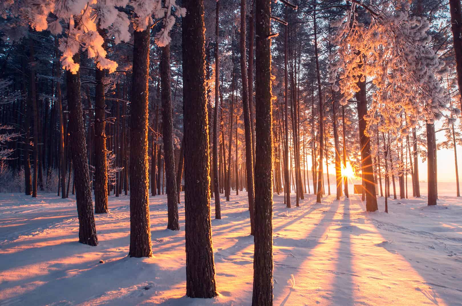 waldgeschichten-pilzesammeln-tipps